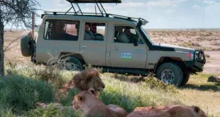 Safari-Erlebnisse in Tansania